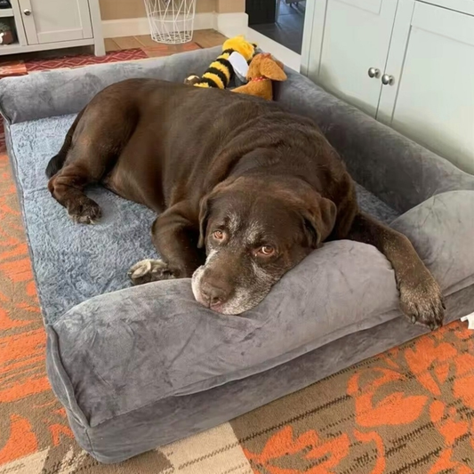 Panier Orthopédique pour Chien