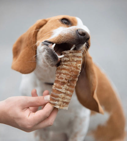 Trachée de boeuf (100g)